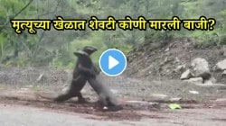 दोन घोरपडींमध्ये भयंकर युद्ध; अक्षरश: एकमेकांना उचलून जमिनीवर आपटलं, मृत्यूच्या खेळात शेवटी कोणी मारली बाजी? VIDEO पाहून थक्क व्हाल