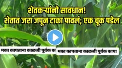 शेतकऱ्यांनो सावधान! मका कापताना जरा जपून; एक चूक पडेल भारी, VIDEO पाहून प्रत्येकाला फुटेल घाम