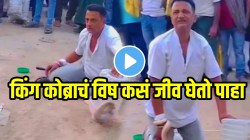 बापरे! कोब्रा सापाच्या विषात किती ताकद असते बघाच; चावल्यानंतर काही सेकंदातच व्यक्तीचं काय झालं बघा, VIDEO पाहून धक्का बसेल