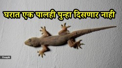 पावसाळ्यात भिंतीवरील किळसवाण्या पाली क्षणात बाहेर! फक्त ‘हे’ घरगुती उपाय करा एक पालही पुन्हा घरात दिसणार नाही