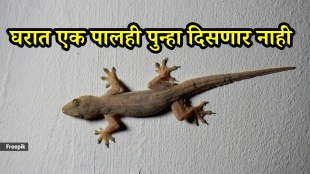 Home remedies to get rid of lizards easy tips get rid lizards Home in easy way