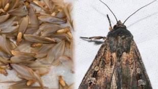 How to get rid of insects permanently