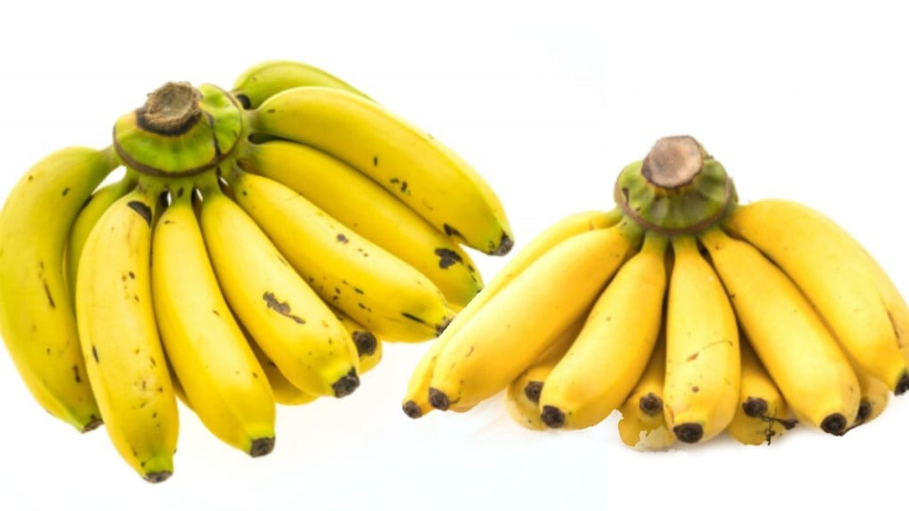 Banana Benefits What happens when you eat one banana daily