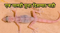 पावसाळ्यात भिंतीवरील किळसवाण्या पाली क्षणार्धात जातील बाहेर! ‘हे’ घरगुती उपाय करा एक पालही पुन्हा दिसणार नाही