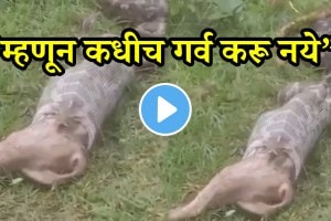 Shocking video Python Swallowed The Alive Fox In Jharkhand Video