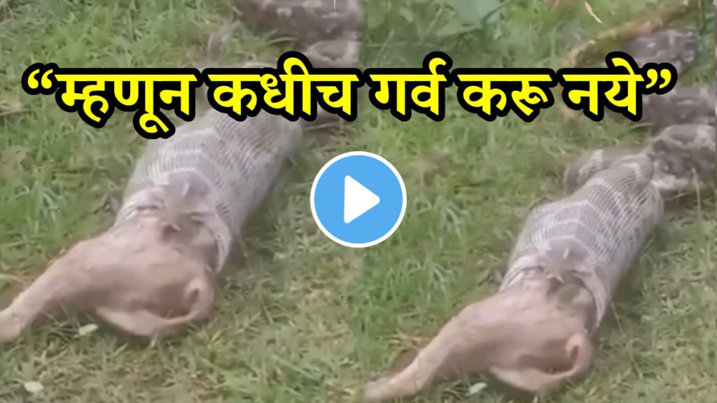 Shocking video Python Swallowed The Alive Fox In Jharkhand Video