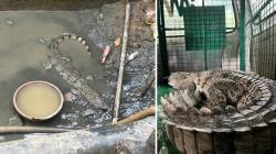 मुंबईच्या पवई भागात आढळली मगर; नैसर्गिक अधिवासात मुक्त