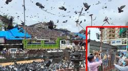 दादरच्या कबुतर खान्यावर पालिकेची कारवाई, अतिरिक्त बांधकाम हटवले