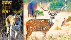 वाघांच्या भुकेचे काय?