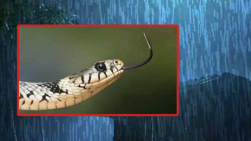 Nagpur snakebite news in marathi