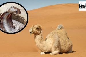 camel tears antivenom, snake venom neutralization, National Camel Research Centre, camel antibodies snake bites, low-cost snakebite treatment, snakebite antivenom research, camel tears medicinal uses, snakebite antibody therapy,
