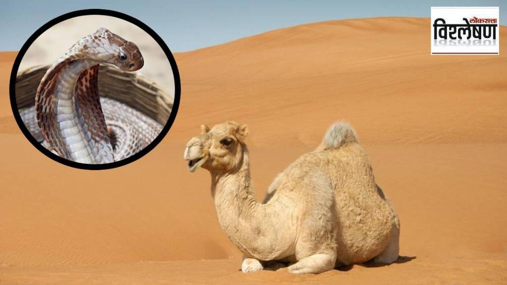 camel tears antivenom, snake venom neutralization, National Camel Research Centre, camel antibodies snake bites, low-cost snakebite treatment, snakebite antivenom research, camel tears medicinal uses, snakebite antibody therapy,