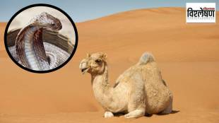 camel tears antivenom, snake venom neutralization, National Camel Research Centre, camel antibodies snake bites, low-cost snakebite treatment, snakebite antivenom research, camel tears medicinal uses, snakebite antibody therapy,