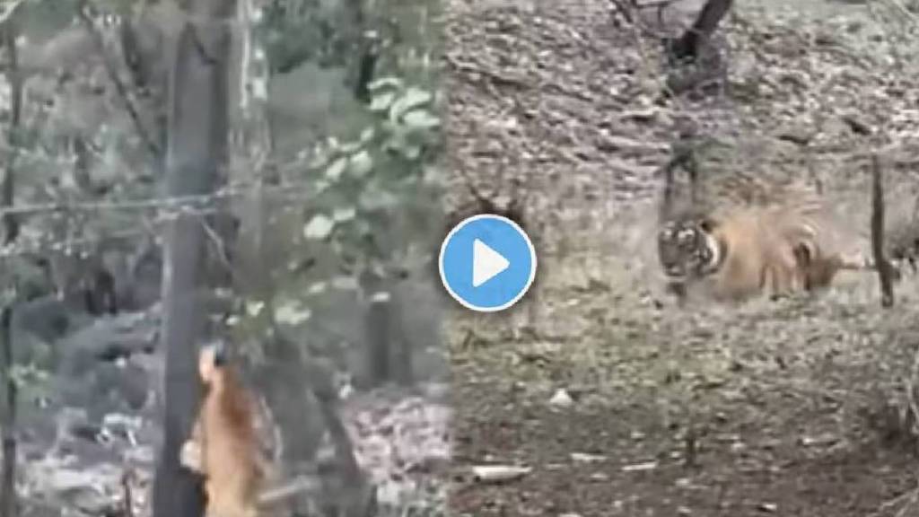 hungry tiger attack on leopard