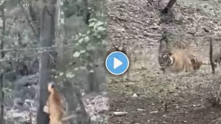 hungry tiger attack on leopard