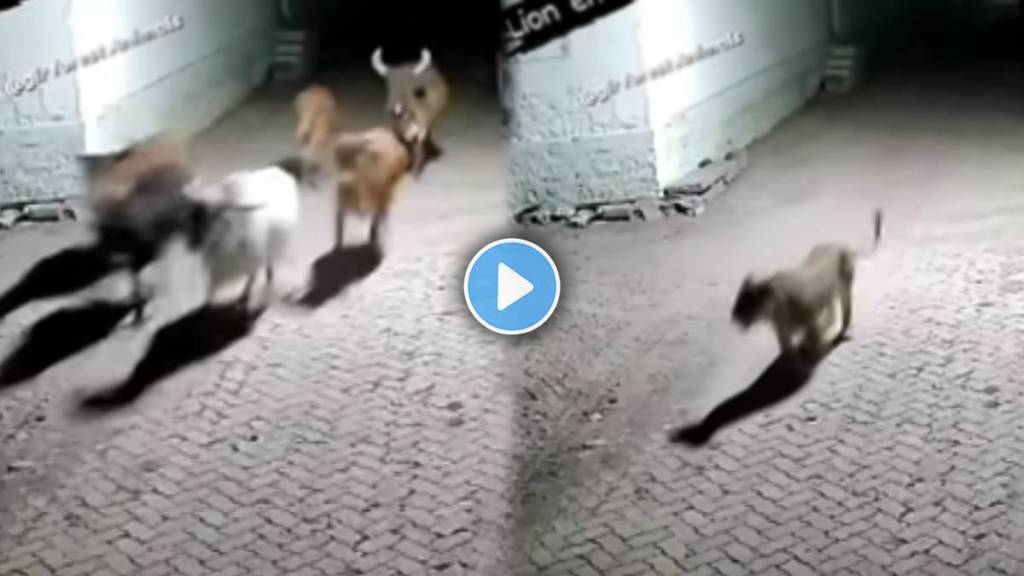lions try to attack five cow