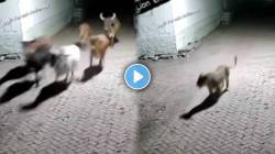 ‘एक नंबर तुझी कंबर’ गाण्यावर विद्यार्थिनीचा वर्गात डान्स; VIDEO पाहून नेटकरीही म्हणाले, “हिचा स्वॅगच वेगळा…”