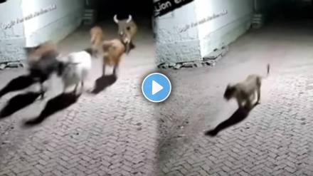 lions try to attack five cow
