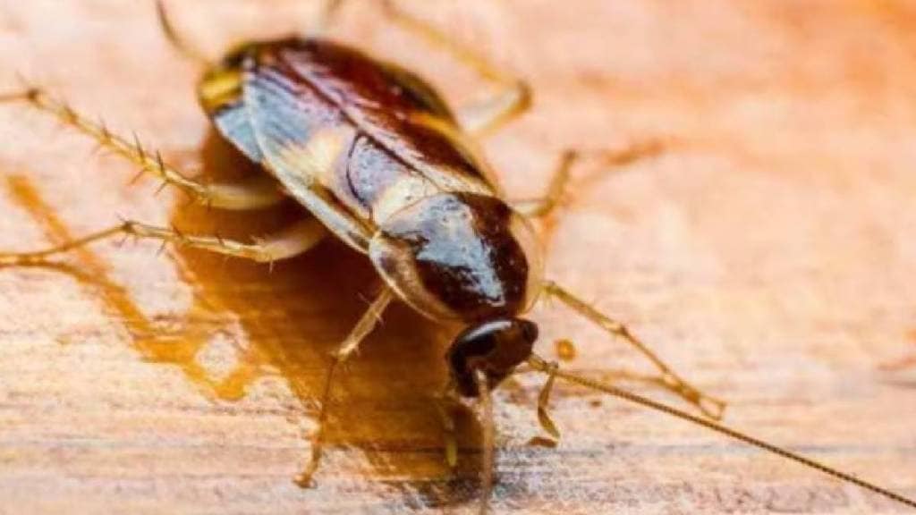best ways to get rid of cockroaches
