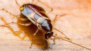 best ways to get rid of cockroaches