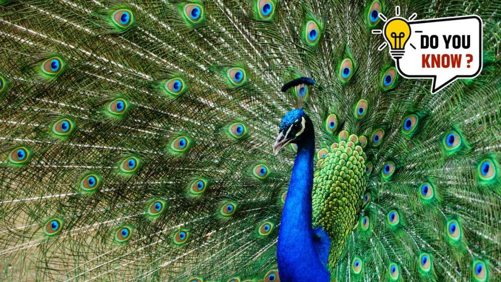 Why do peacock dance in rain