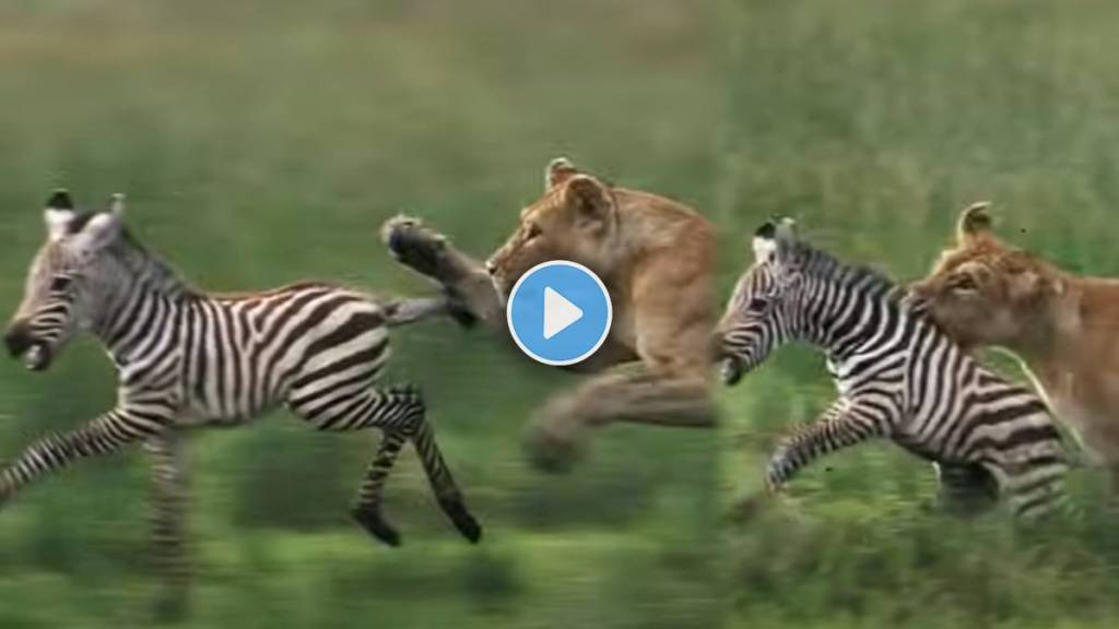 lion attack on zebra