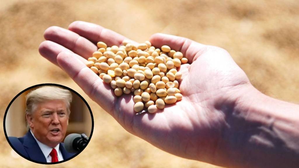 Donald Trump soybean policy, soybean prices India, maize farming India, renewable fuel impact agriculture, Maharashtra soybean farming,