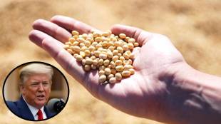 Donald Trump soybean policy, soybean prices India, maize farming India, renewable fuel impact agriculture, Maharashtra soybean farming,