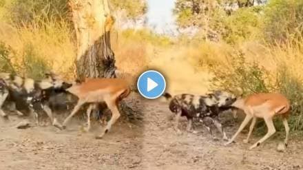 A wild dog grabbed a deer by the neck