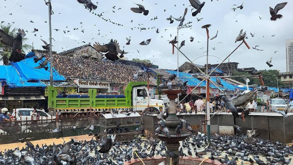 mumbai civic body fined 16 people rs 7 700 in 10 days for feeding pigeons in Dadar