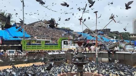 mumbai cracks down on pigeon feeding citing public health risk respiratory diseases rise in urban maharashtra mumbai cracks down on pigeon feeding citing public health risk respiratory diseases rise in urban maharashtra