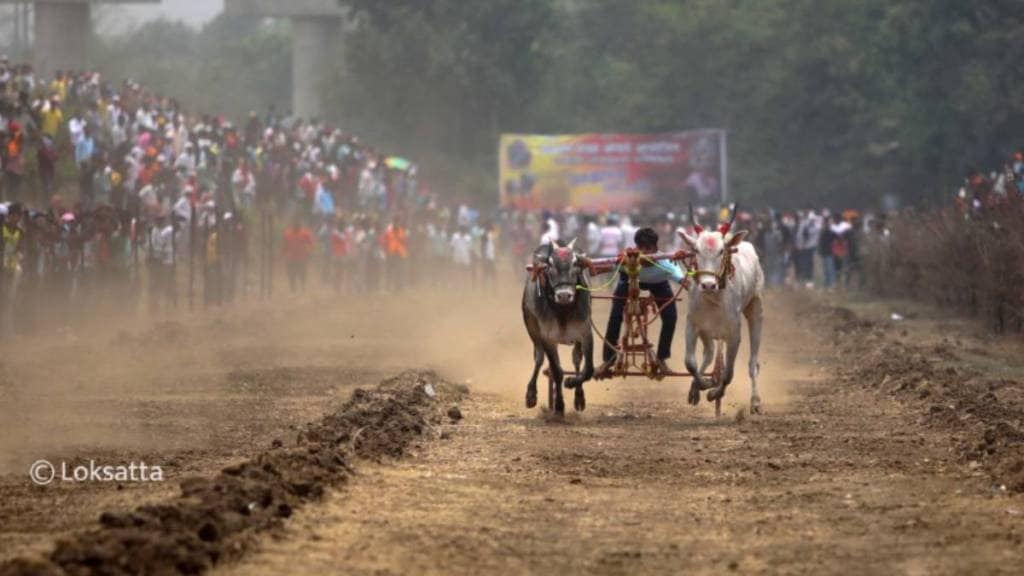 bullock cart race Maharashtra, Supreme Court bullock cart ruling, animal cruelty bullock cart race, Maharashtra High Court judgment,