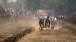 बैलगाडा शर्यतींविरोधातील याचिका उच्च न्यायालयाने फेटाळली
