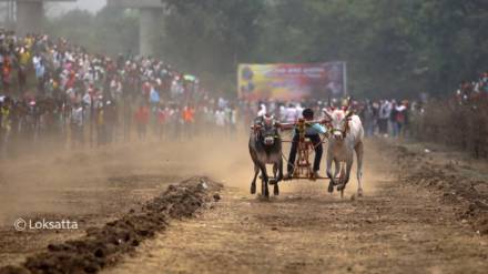 bullock cart race Maharashtra, Supreme Court bullock cart ruling, animal cruelty bullock cart race, Maharashtra High Court judgment,