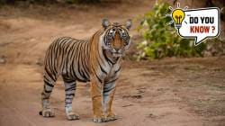 व्याघ्र सफारीसाठी भारतातील १० सर्वोत्तम राष्ट्रीय उद्याने कोणती? घ्या जाणून…