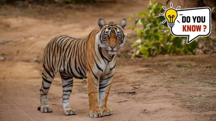 best tiger safari in India