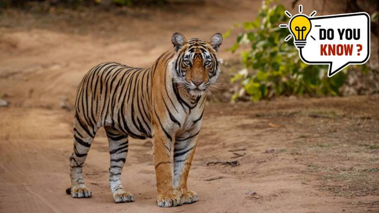 व्याघ्र सफारीसाठी भारतातील १० सर्वोत्तम राष्ट्रीय उद्याने कोणती? घ्या जाणून…