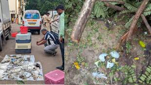 36 chicks died after a birds nest fell during tree trimming near ritu enclave ghodbunder