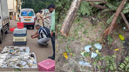 36 chicks died after a birds nest fell during tree trimming near ritu enclave ghodbunder
