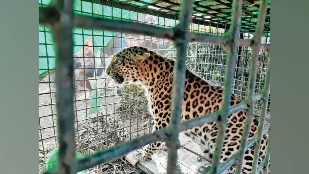 buldhana two leopards fight in Khamgaon forest injured one rescued and sent to nagpur for treatment