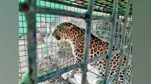 buldhana two leopards fight in Khamgaon forest injured one rescued and sent to nagpur for treatment
