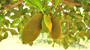What not to eat after jackfruit