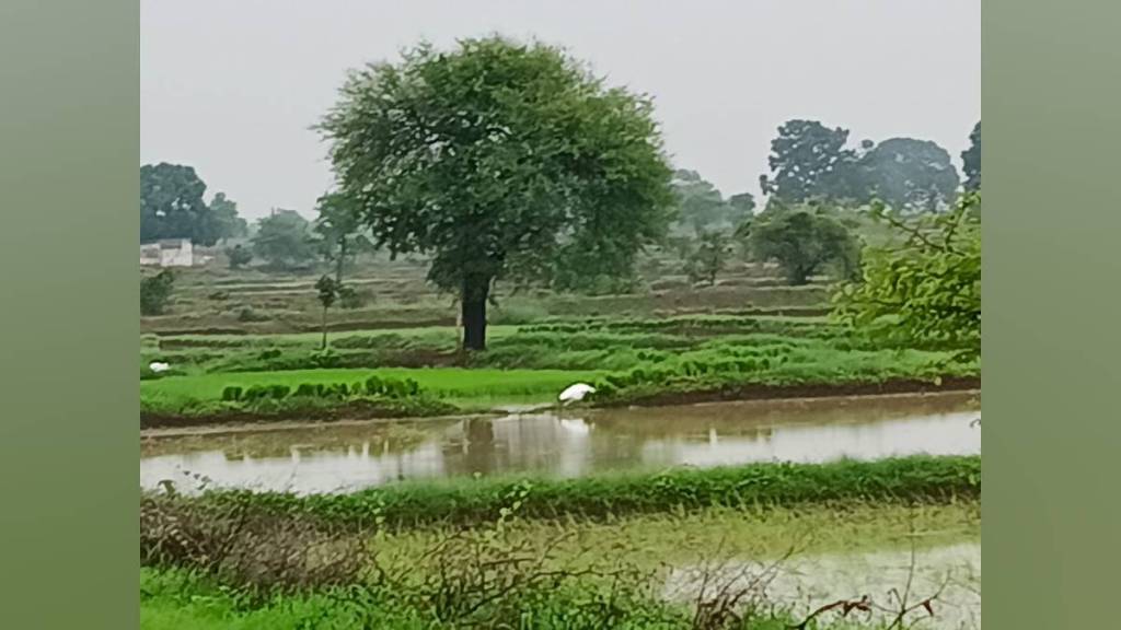 Lightning strike in ramtek kills two women injures five others working on farm Friday