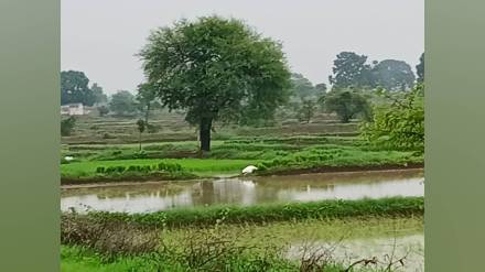 Lightning strike in ramtek kills two women injures five others working on farm Friday