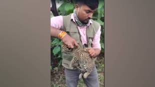 leopard left her cubs in farm returns at night overturns cage and safely takes her two cubs away