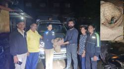 माणगावमधील खांदाड गावात सापडले दुर्मिळ खवले मांजर; गावातील तरुणांनी वनविभागाकडे केले सुपूर्द
