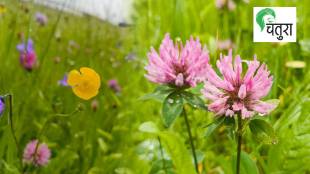 flowers in Europe nisargalipi loksatta