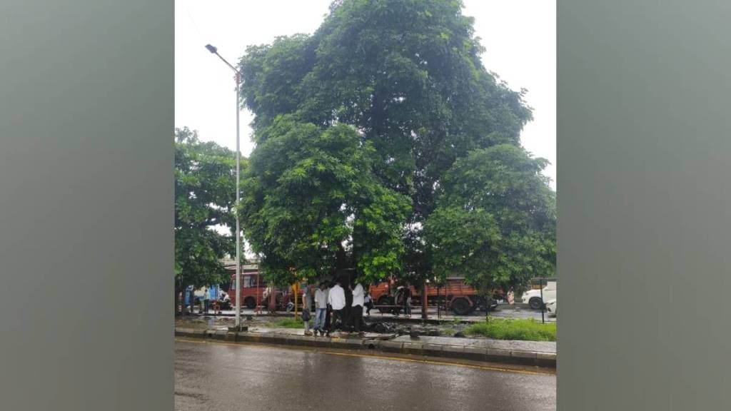 navi mumbai 692 trees obstructed Kalamboli flyover work MSIDC proposes replanting 690 cutting only two