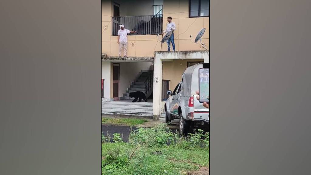 two bears cubs entered a building created panic situation in ayudh nirmani colony