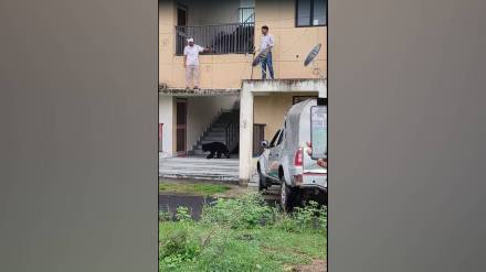 two bears cubs entered a building created panic situation in ayudh nirmani colony